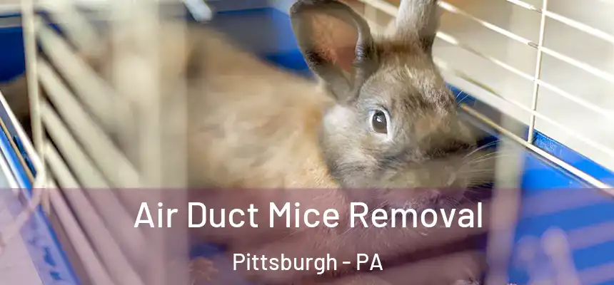 Air Duct Mice Removal Pittsburgh - PA